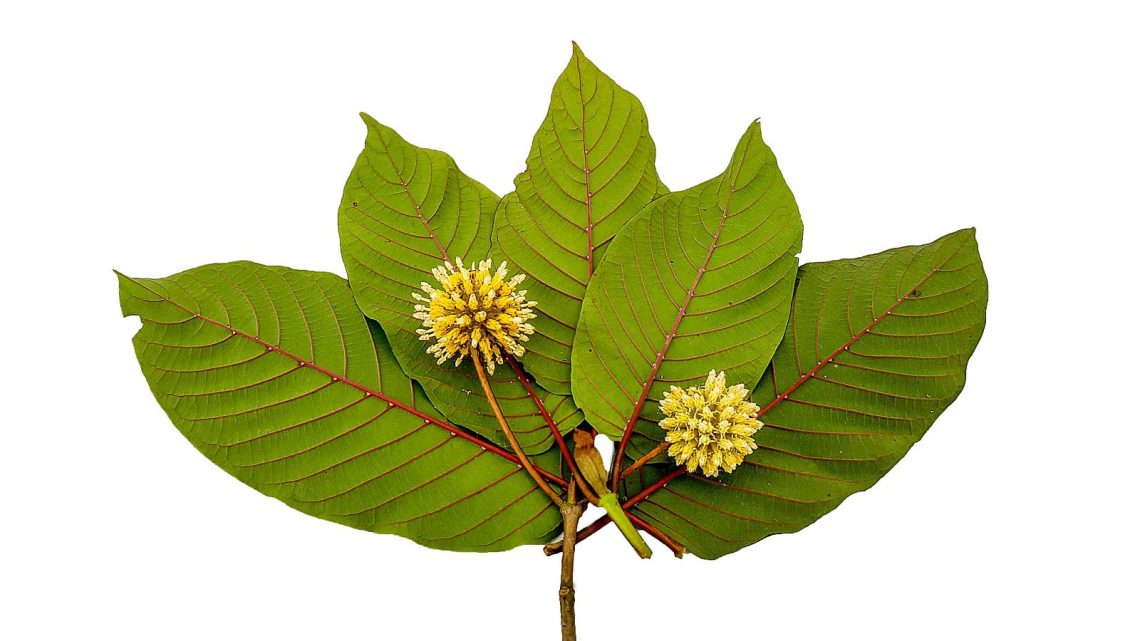 Everything You Need to Know About Buying Kratom Online