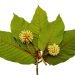 Everything You Need to Know About Buying Kratom Online